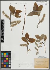 Foto von Salix appendiculata Vill. x Salix caprea L.